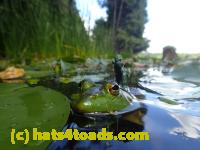/home//u458753944/public_html/sourcegallery///Frogs/Bullfrogs 2016-08 Ontario/P8081382.JPG